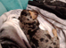 I am looking for this little boy or lovely home