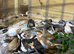 Bengalese Finch Assorted Colours.