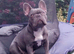 French bulldog