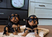 *READY* LAST BOY* Cavalier King Charles Male Puppies