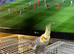 2 cockatiels and cage