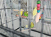 Budgies ready to go ️ 