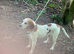 Beagle looking for new