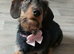 Lovley female wiredhaired dachshund