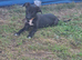Lurcher pup