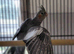 Female Cockatiel