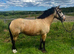 13.2 irish cob mare