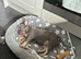 I have a 16 week KC reg old blue tan female for sale.
