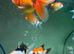 Oranda goldfish and tank set up