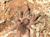 Theraposa Stirmi Juvenile Female