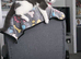 Gray and white female cat