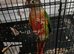 Conure baby