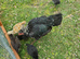 Ko shamo broody with 7 pure mixed colour chick's