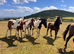 Beautiful group of homebred fillies