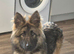 Female gsd