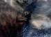 Beautiful x Russian blue kittens