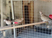 Pair of barbery doves