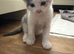 3 beautiful kittens