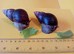 ADULT PAIR GIANT AFRICAN LAND SNAILS