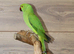Baby Green Ring necks,30