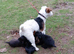 Patterdale x jack Russell pups