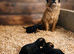 KC Border terriers