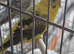 Opaline black wing