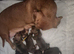 PRA CLEAR MINIATURE DACHSHUND GIRLS