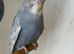 Baby budgies available