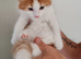 Calico and maincoon kittens