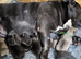 American Bully Pocket