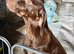 GSP puppies available to reserve
