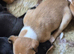 Kc registered whippet Boy