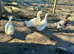 Pekin and pekin x appleyard hatching eggs