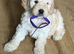 Beautiful f1 cockapoo puppies Ready for new homes on 23rd Oct