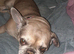 Looking for a good home for luna