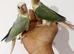 Gorgeous baby turquoise pineapple conures