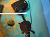 Pink Bellied Sideneck Turtle For Sale