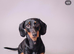 READY NOW ! Beautiful, cuddly miniature Dachshunds ️
