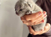 PURE PEDIGREE RUSSIAN BLUE KITTENS