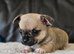 2 baby chiuauas ( boy )