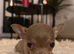 Tiny female chihuahua puppies