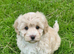 BEAUTIFUL MALTIPOO GIRL
