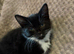 7 beautiful kittens