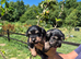 KC Registered Miniature Schnauzers