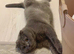 Beautiful Scottish fold kittens