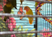 Baby lovebirds