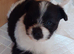 Shih tuz cross pomeranian only two left