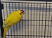 Male Buttercup Kakarikis