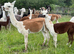 Special Alpacas available, Apaloosa, Fancy and Grey